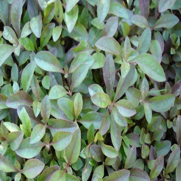 ALTERNANTHERA AMOENA - Image 4