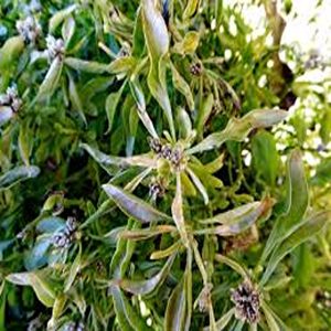 ALTERNANTHERA BETTZICKIANA VARIEGATA