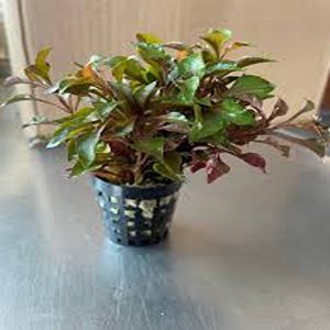 ALTERNANTHERA BETTZICKIANA