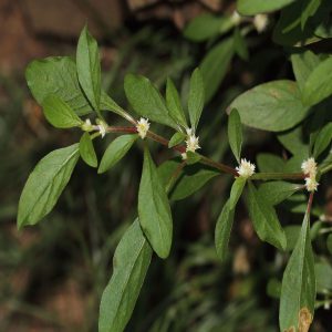 ALTERNANTHERA BETTZICKIANA