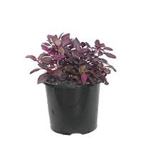 ALTERNANTHERA DENTATA RUBY