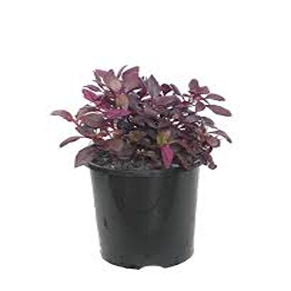 ALTERNANTHERA DENTATA RUBY