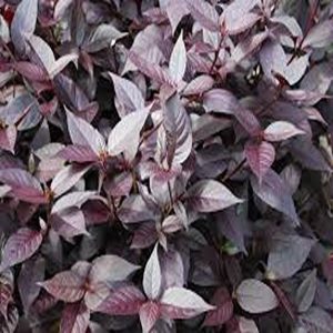 ALTERNANTHERA DENTATA RUBY
