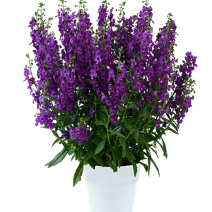 ANGELONIA ANGUSTIFOLIA