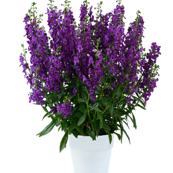 ANGELONIA ANGUSTIFOLIA