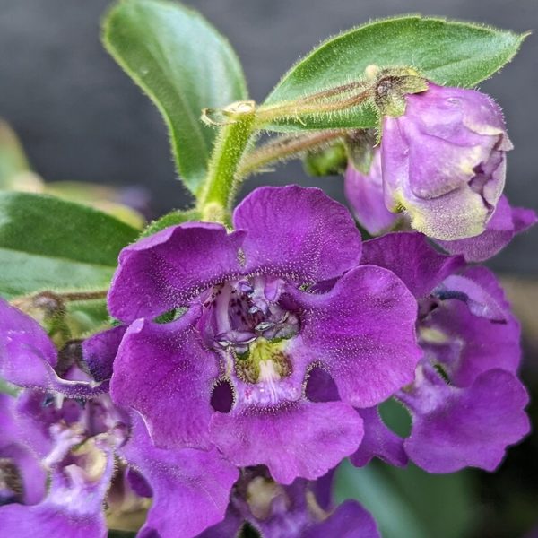 ANGELONIA ANGUSTIFOLIA - Image 2