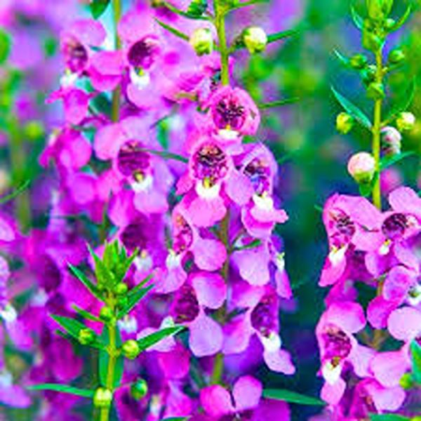 ANGELONIA ANGUSTIFOLIA - Image 3