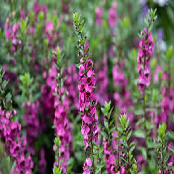 ANGELONIA ANGUSTIFOLIA - Image 4
