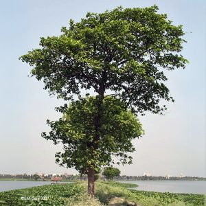 ANTHOCEPHALUS KADAMBA