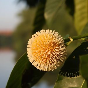 ANTHOCEPHALUS KADAMBA