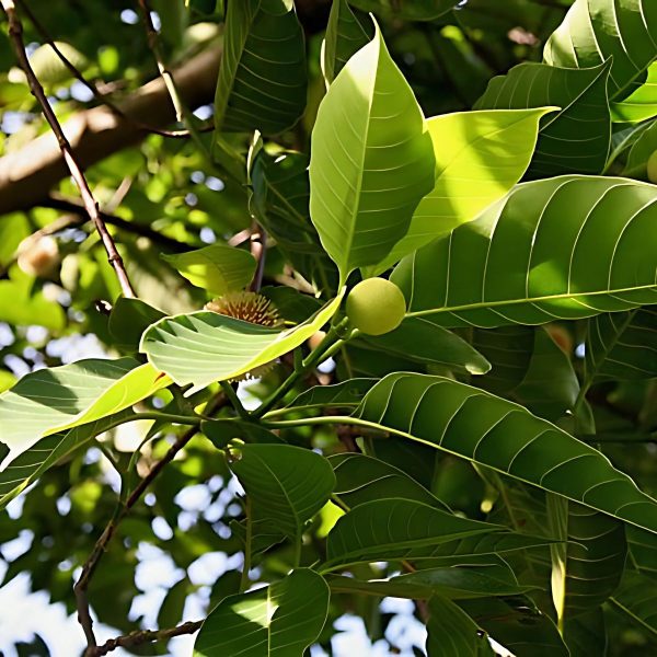 ANTHOCEPHALUS KADAMBA - Image 4