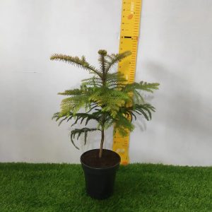 ARAUCARIA COOKII