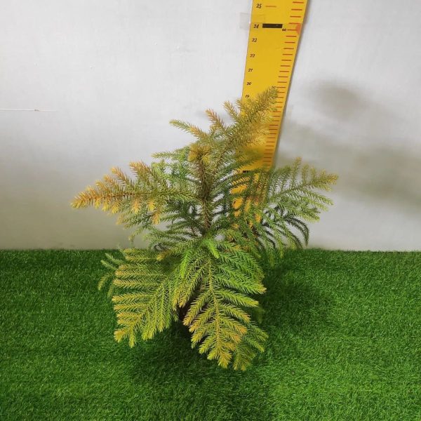 ARAUCARIA COOKII - Image 3