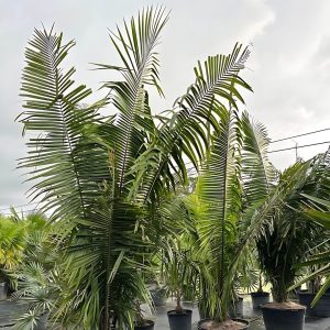ATTALEA COHUNE