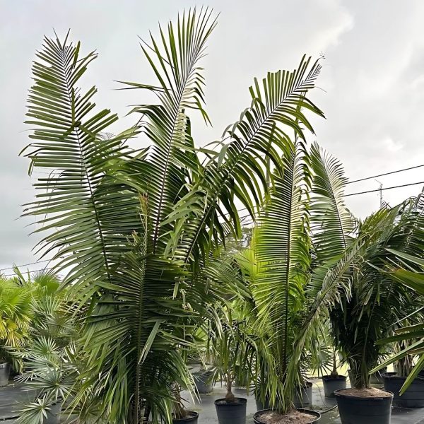 ATTALEA COHUNE - Image 2