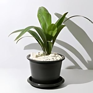 ATTALEA COHUNE