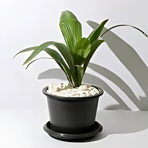 ATTALEA COHUNE