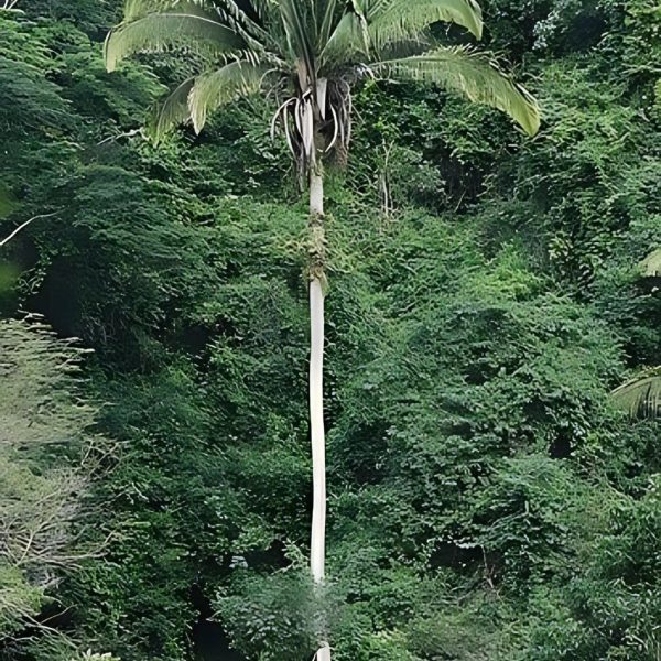 ATTALEA COHUNE - Image 3