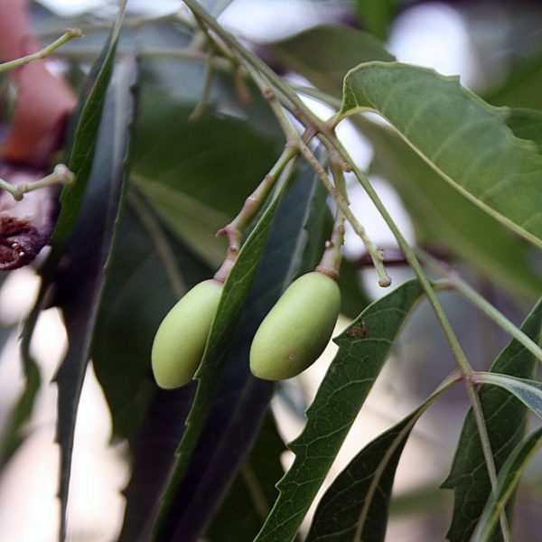 AZARDICTA INDICA - Image 6