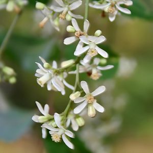 AZARDICTA INDICA