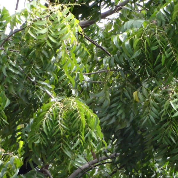 AZARDICTA INDICA - Image 3