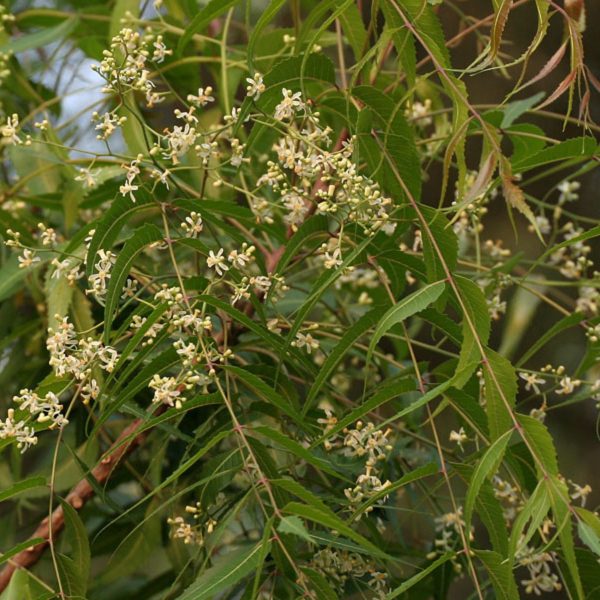 AZARDICTA INDICA - Image 4