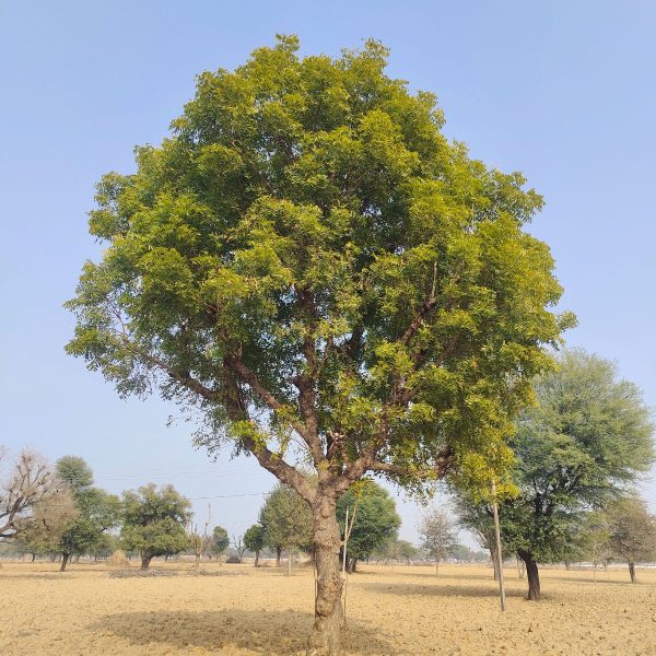 AZARDICTA INDICA - Image 5