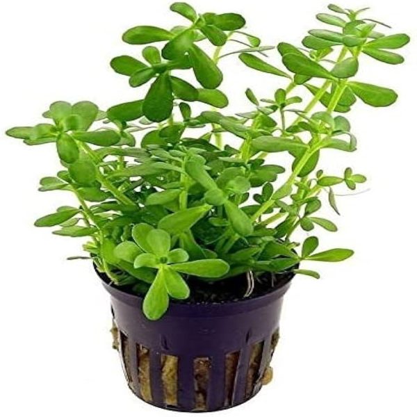 BACOPA,MONNIERI