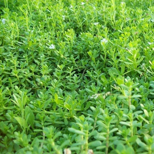 BACOPA,MONNIERI - Image 4