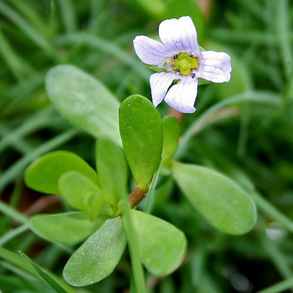 BACOPA,MONNIERI - Image 3