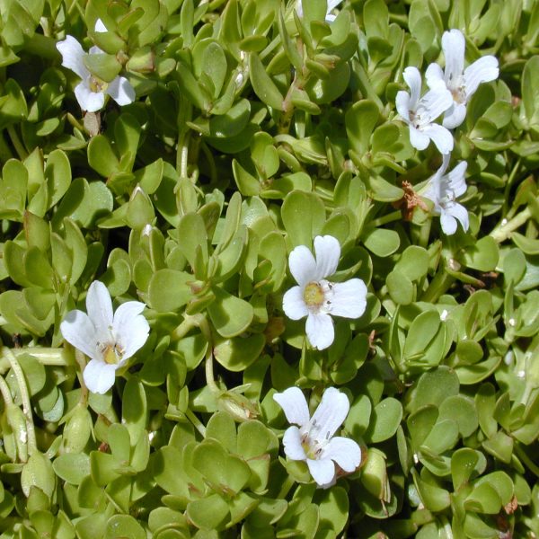 BACOPA,MONNIERI - Image 2