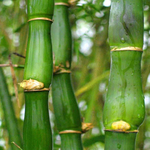 BAMBUSA VENTRICOSA - Image 3