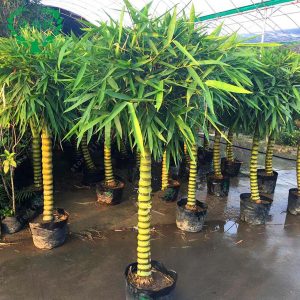 BAMBUSA VENTRICOSA