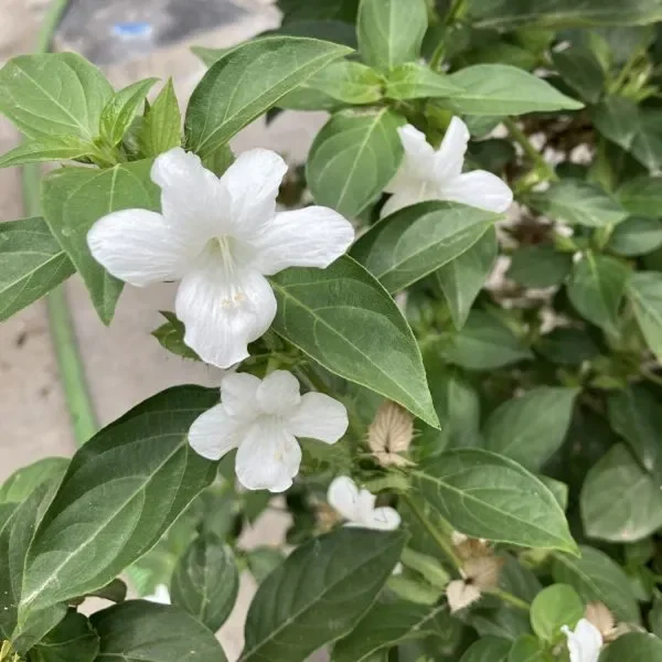 BARLERIA CRISTATA CANDIDA - Image 3