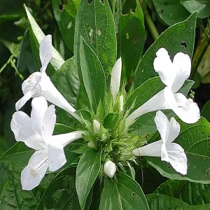 BARLERIA CRISTATA CANDIDA