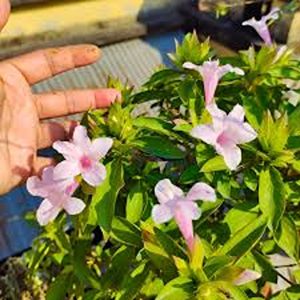 BARLERIA CRISTATA ROSEA