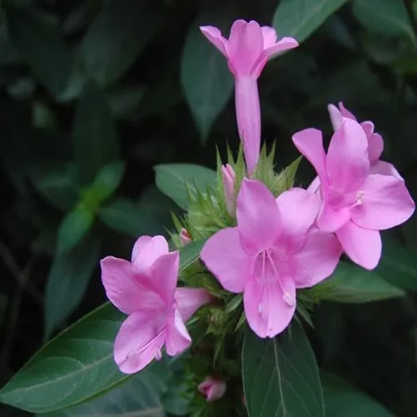 BARLERIA CRISTATA ROSEA - Image 3