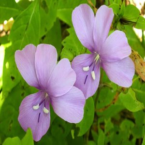 BARLERIA MONTANA