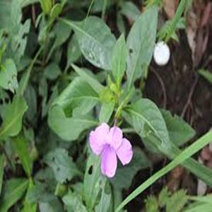 BARLERIA MONTANA