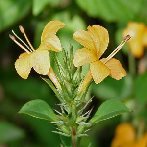 BARLERIA PRIONITES