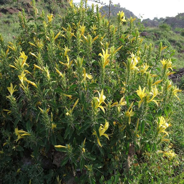BARLERIA PRIONITES - Image 2