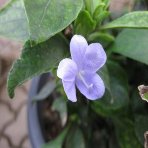 BARLERIA STRIGOSA