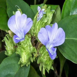 BARLERIA STRIGOSA