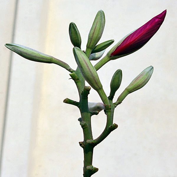 BAUHINIA BLAKEANA - Image 5