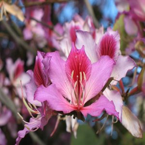 BAUHINIA BLAKEANA