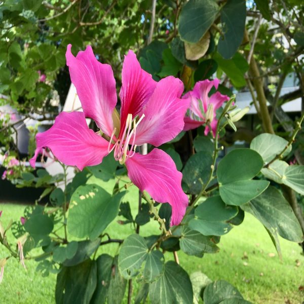 BAUHINIA BLAKEANA - Image 3