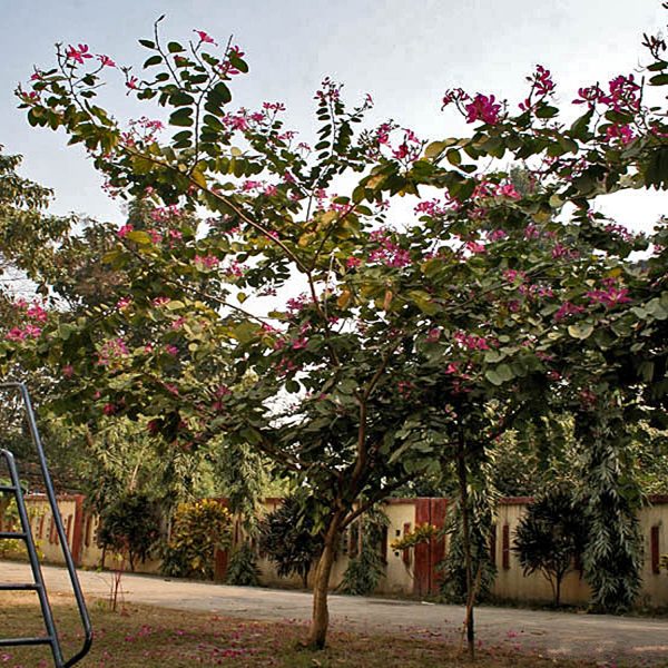 BAUHINIA BLAKEANA - Image 4