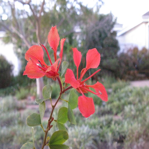 BAUHINIA GALPHINII - Image 5