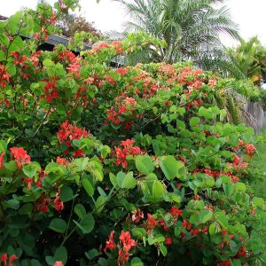 BAUHINIA GALPHINII