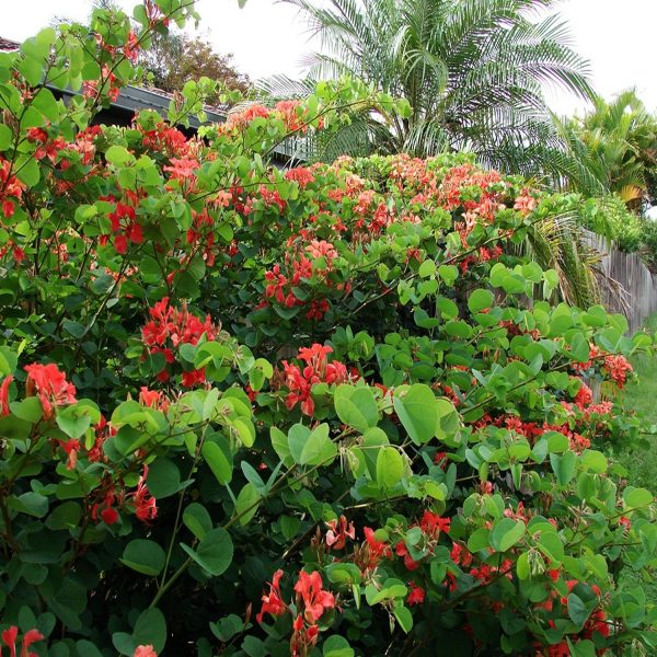 BAUHINIA GALPHINII - Image 2